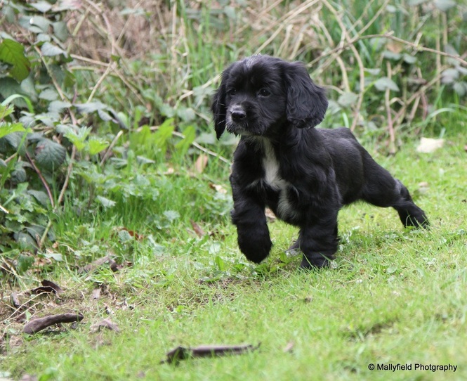 working cocker spaniel puppies for sale in yorkshire